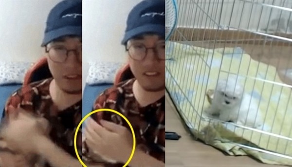 강아지 때리고 던졌던 '동물 학대' 유튜버, 펫샵서 또 강아지 분양