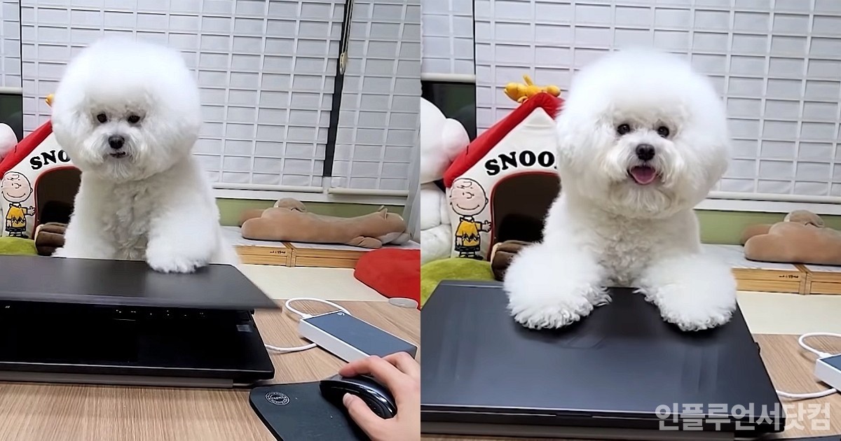 일할 때마다 달려와 노트북 덮어버리는 강아지..."놀아주세요!"