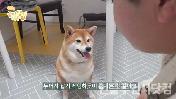 유튜브 '시바견 곰이탱이여우' 채널