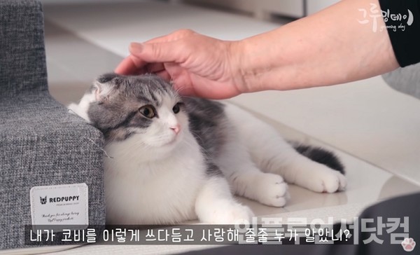 유튜브 '그루밍데이 고양이cat vlog' 채널