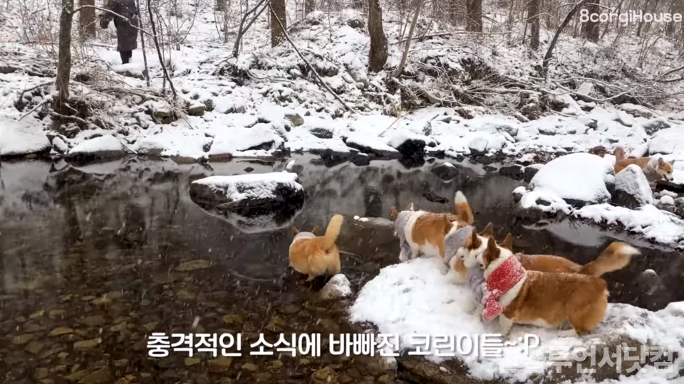 유튜브 ‘8코기네 /8Corgi House’ 채널