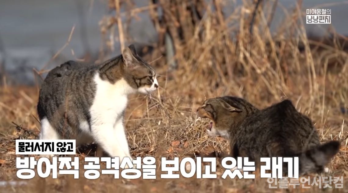 유튜브 '미야옹철의 냥냥펀치' 채널