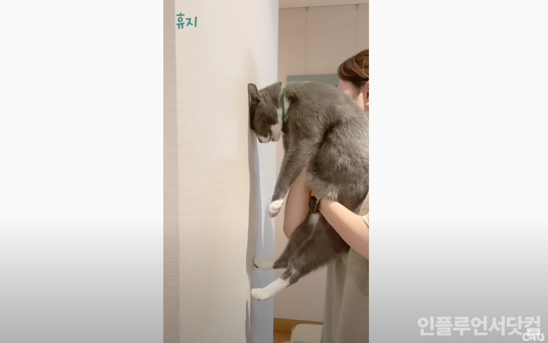 유튜브 '김메주와 고양이들' 채널