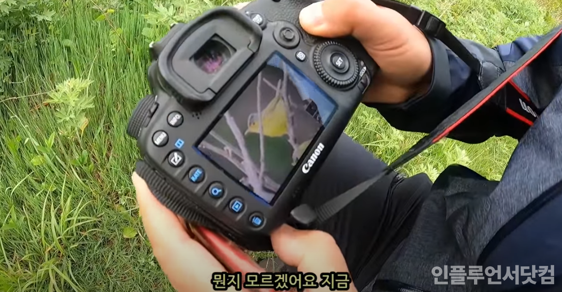 유튜브 '새덕후 Korean Birder’ 채널