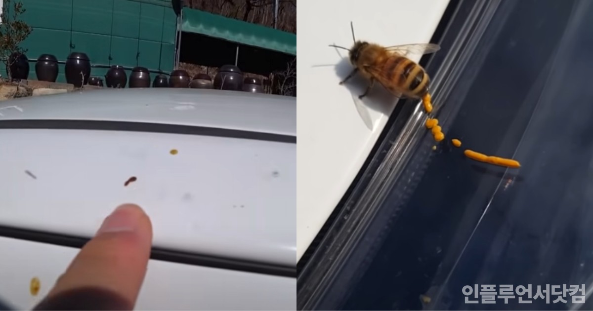 꿀벌에게 '똥테러' 당하는 양봉업자 유튜버의 세차 방법(영상)
